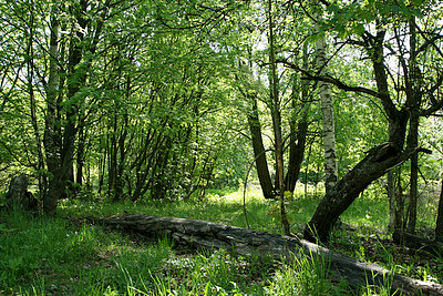 viksbergin_kartanonpuisto1.jpg